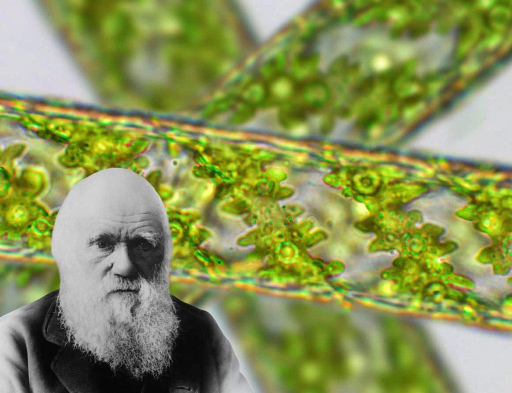 La ecología de la resurección y los fantasmas de Darwin