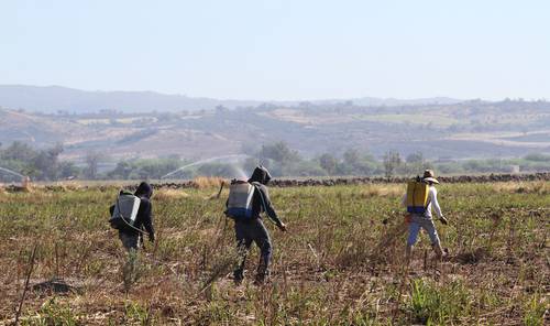 La Jornada: Prevén desplome en la producción de alimentos; maíz, de los más afectados