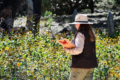 ¡Mariposas monarca en Tamaulipas! Un secreto que no esperabas