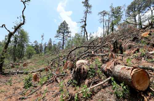 México, cuarto lugar mundial en asesinatos de activistas ambientales