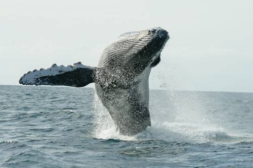 Nadadora cruzará 43 km de mar para sensibilizar sobre la ballena jorobada