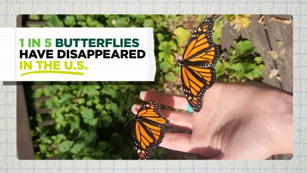 Nuevo estudio identifica más de 500 factores interconectados detrás de la alarmante desaparición de insectos a nivel mundial