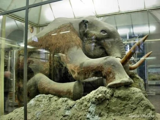 Perfectamente conservado durante 44,000 años: ¿qué congeló el mamut en un instante?