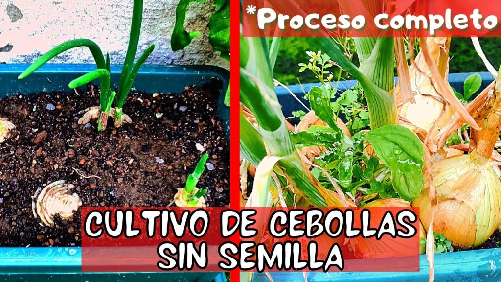 Cómo cultivar tus cebollas sin semilla y en maceta