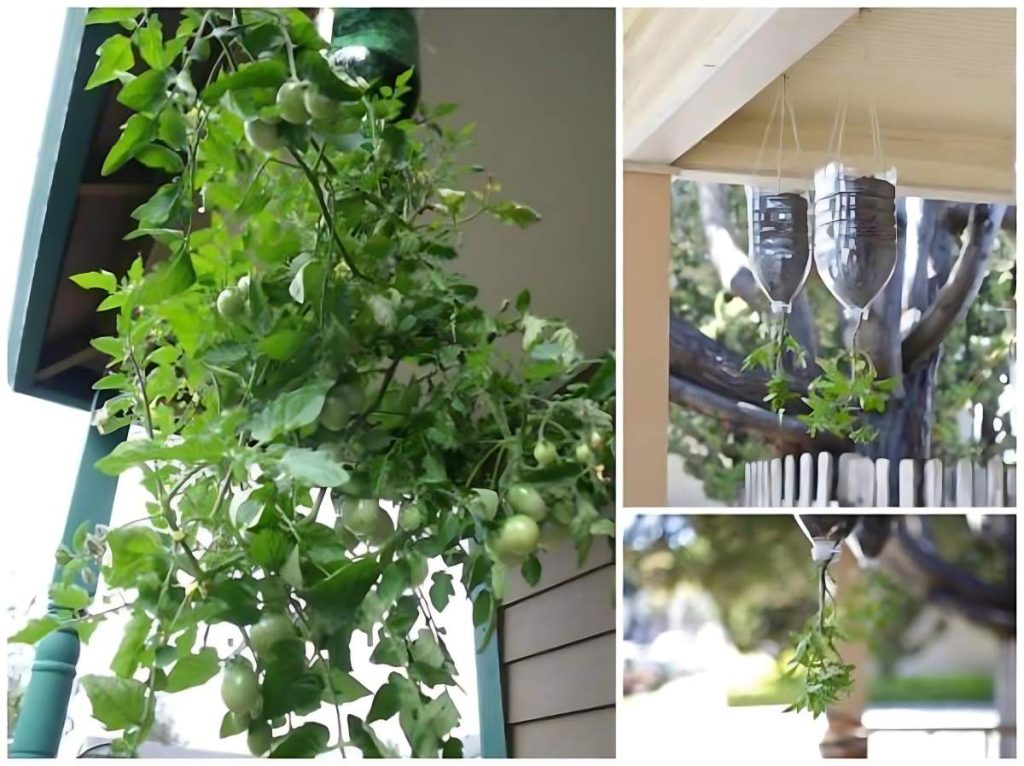 Cómo plantar tomates en botellas de plástico colgantes