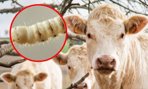 Descartan cierre de frontera sur para frenar plaga de gusano barrenador