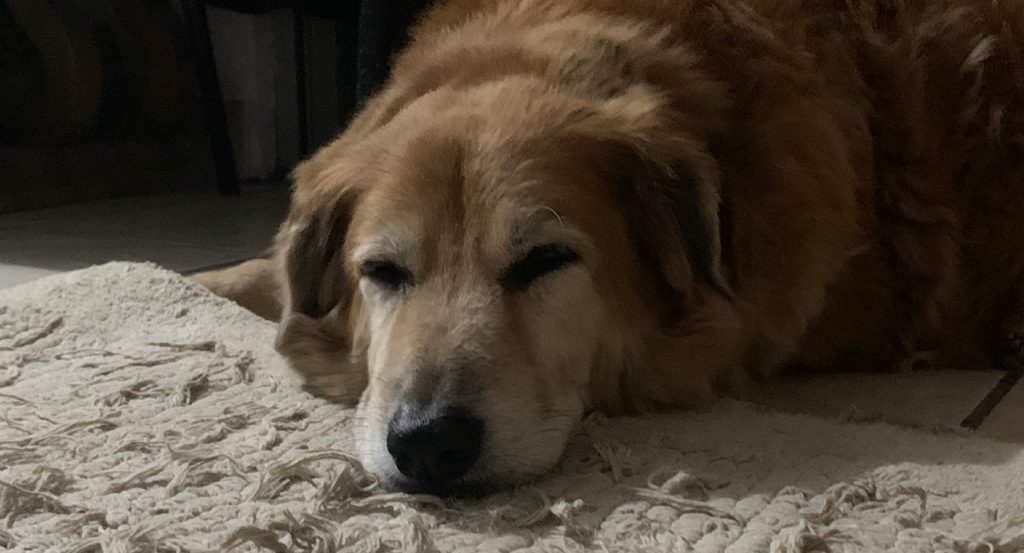 Detectan caso de gusano barrenador en perro en Yucatán