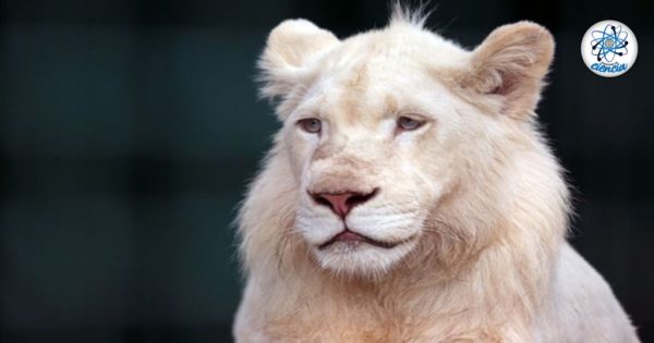 Indignación pública: muere león blanco en zoológico; PROFEPA ya investiga posible negligencia