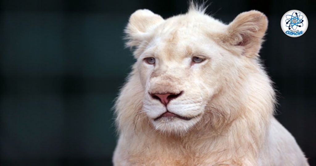Indignación pública: muere león blanco en zoológico; PROFEPA ya investiga posible negligencia