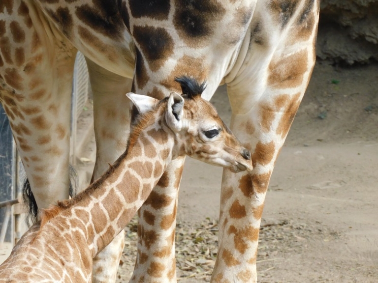 Jabari, la jirafa bebé que nació en el Zoológico de Chapultepec y derritió corazones