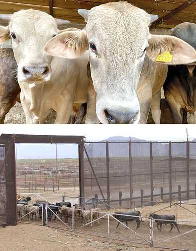 La Jornada: Es una cuestión política el cierre de la frontera de EU al ganado mexicano