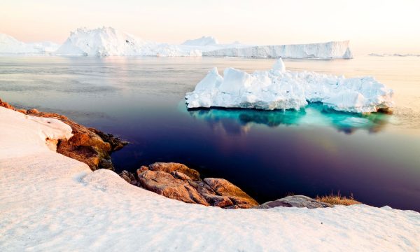 Las plantas del Ártico reaccionan de forma inesperada al cambio climático