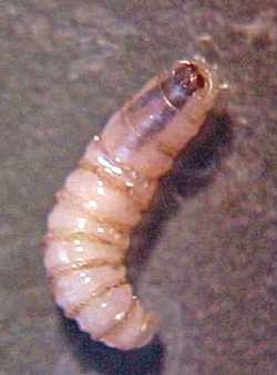 Piden cerrar la frontera con Centroamérica