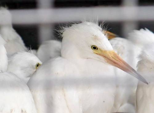 Rescatan a 41 garzas bebés en Nuevo León