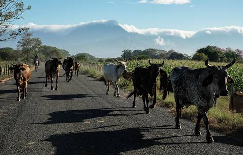 Si bloqueo de Washington al ganado mexicano dura sólo 15 días, no tendrá “impacto sensible”: Ebrard