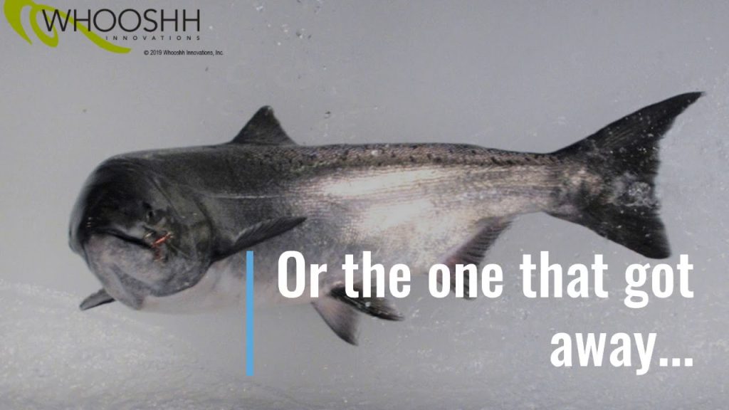 Tecnología en Seattle permite a peces migratorios superar presas por primera vez en 80 años gracias a un sistema neumático inteligente