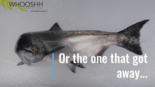 Tecnología en Seattle permite a peces migratorios superar presas por primera vez en 80 años gracias a un sistema neumático inteligente