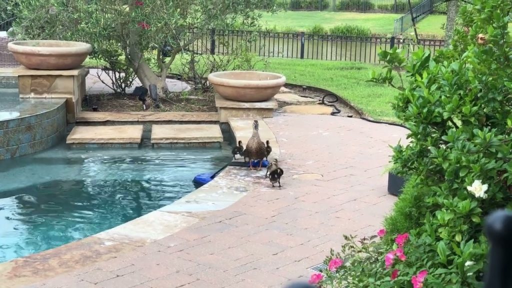 Biólogo estadounidense diseña rampa flotante que salva ranas, insectos y aves en piscinas