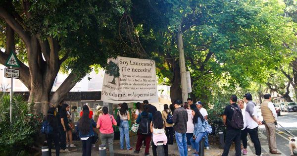 Buscan que 'Laureano' sea reconocido como 'árbol monumental' en CDMX