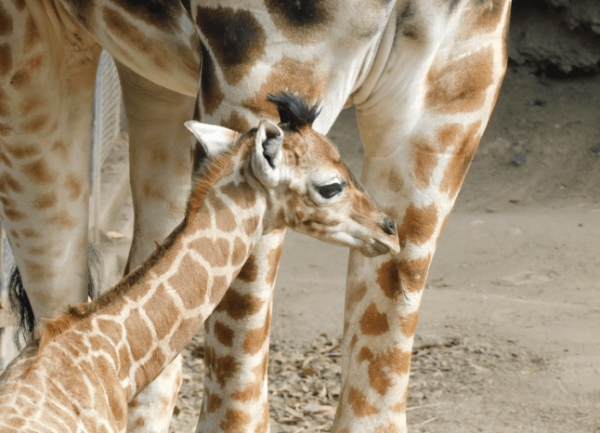 Chapultepec celebra nacimiento de “Jabari” símbolo de esperanza para la conservación de especies