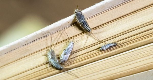 ¿Cómo eliminar a los pececillos de plata No cometas este error o atraerás a más