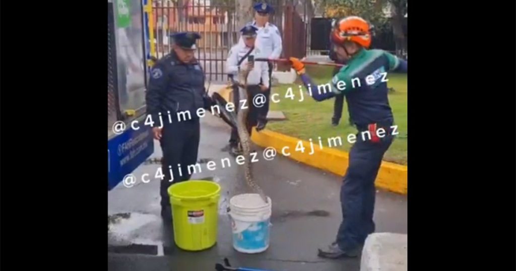 Hallan enorme víbora en el IPN al norte de CDMX, ¿atacó a estudiantes?
