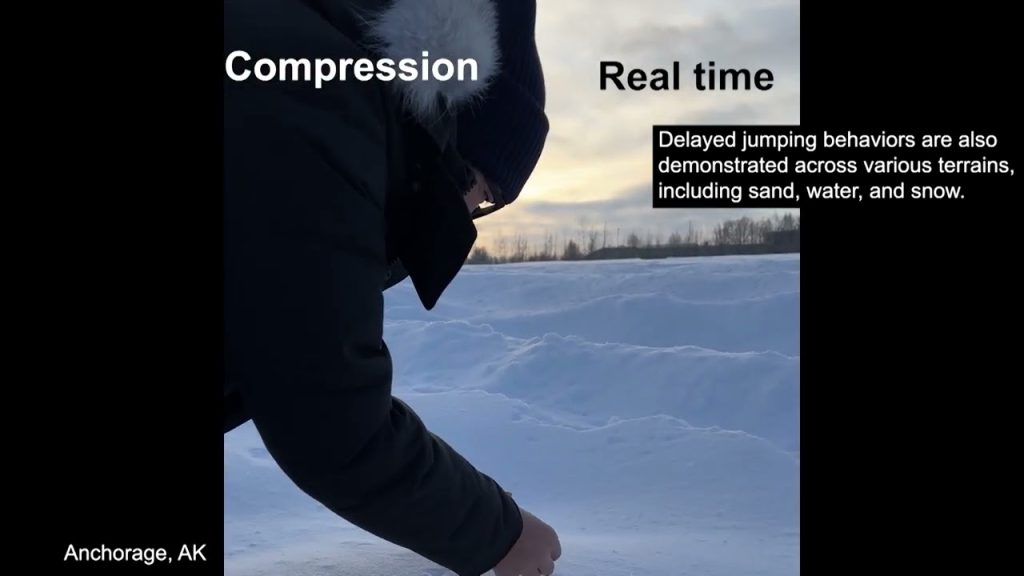 Investigadores de NC State desarrollan estructuras autónomas que dispersan semillas como plantas explosivas, saltando hasta 1.5 metros tras 58 horas de programación