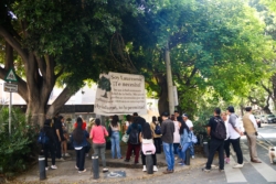 Laureano, el árbol de 100 años que quiere talar una inmobiliaria