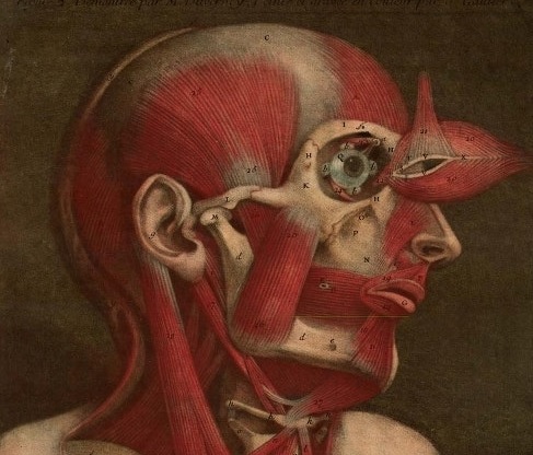 Mercado, raza y coeficiente de inteligencia: el capitalismo de extrema derecha