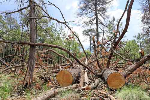 “México vive una tragedia ambiental”