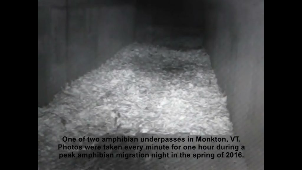 Nuevo estudio demuestra que los túneles para fauna pueden reducir más del 80% de muertes de anfibios en carreteras