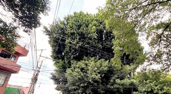 Vecinos de Benito Juárez defienden laurel de más de 100 años