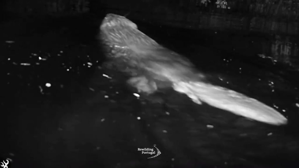 500 años después, el castor europeo vuelve a Portugal como pieza clave en la renaturalización de los ríos