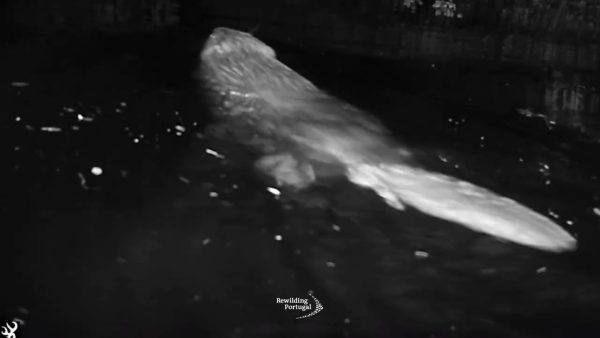 500 años después, el castor europeo vuelve a Portugal como pieza clave en la renaturalización de los ríos