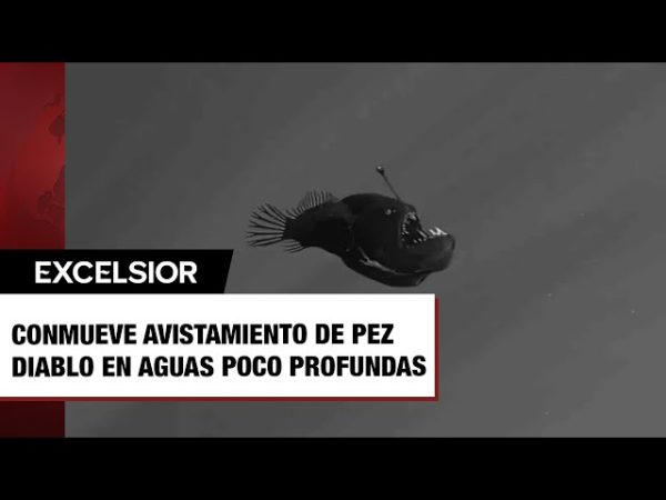 Confirman presencia de pez diablo en la Laguna de Bacalar