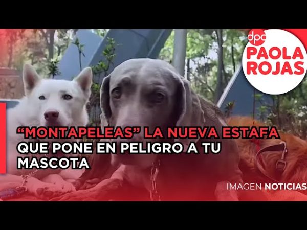 ¡Cuida a tu perrito de los ‘montapeleas’! Así es la nueva modalidad de extorsión a dueños de mascotas
