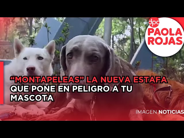 ¡Cuida a tu perrito de los ‘montapeleas’! Así es la nueva modalidad de extorsión a dueños de mascotas
