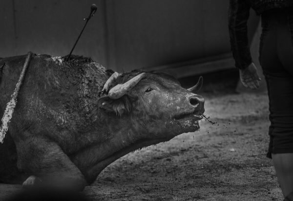 De la herradura de tugurios a la Condesa: el fenómeno de la gentrificación filtrado por el tamiz de la historia 