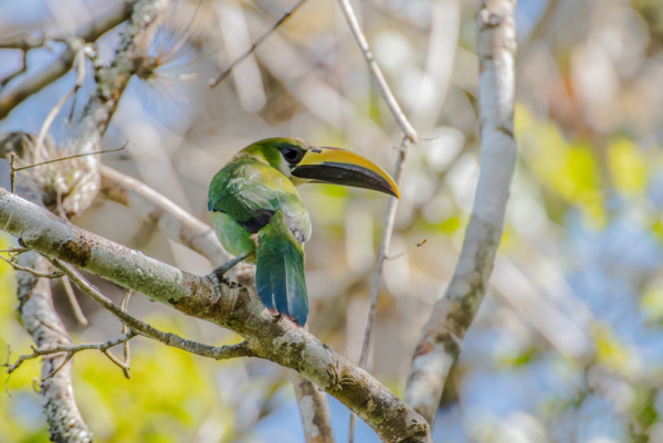 Flora y fauna de Chiapas, un paraíso de vida silvestre y conservación