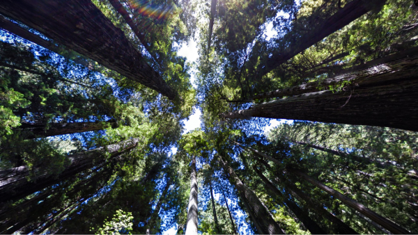 Lee el 10º Informe medioambiental anual de Google