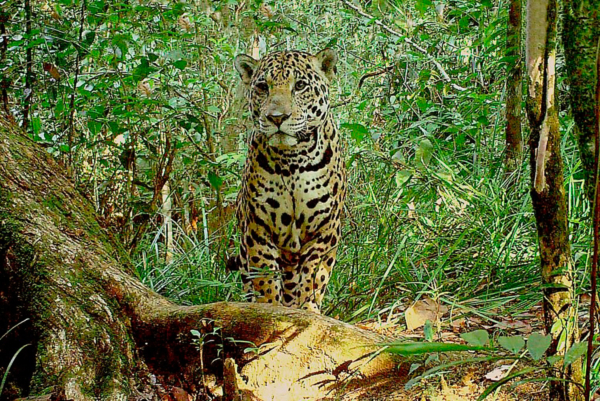 Los Chimalapas, naturaleza sin filtro