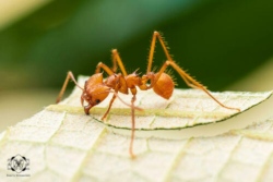 Oxchuc: el pueblo maya tseltal donde los insectos curan enfermedades