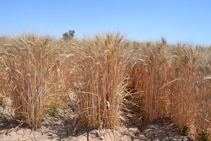 Activan apoyo emergente para productores de trigo cristalino en Sonora