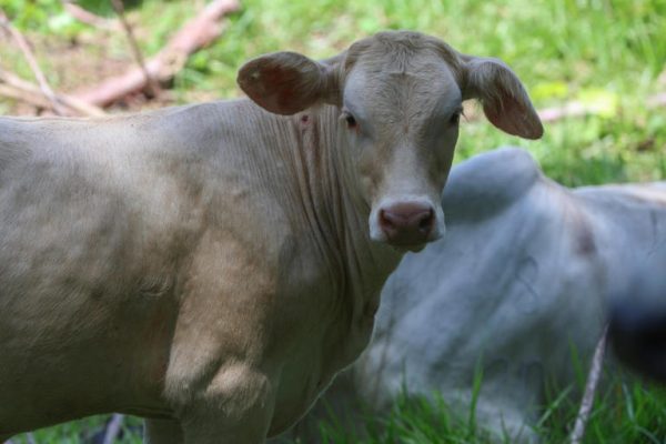 Analizarán posibles fechas para reanudar exportaciones de ganado