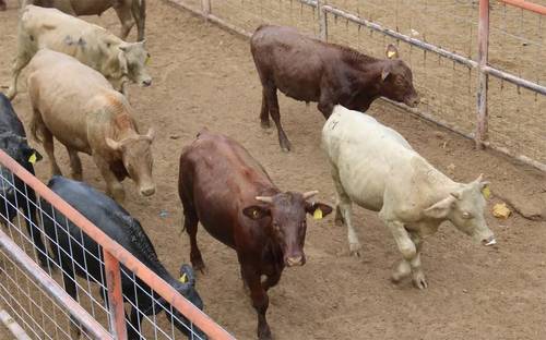 Destacan ganaderos pertinencia de plan contra gusano barrenador