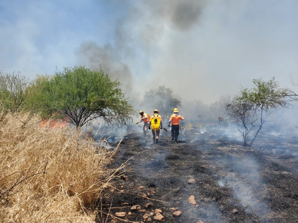 Disminuyen incendios forestales en Sonora: Protección Civil  