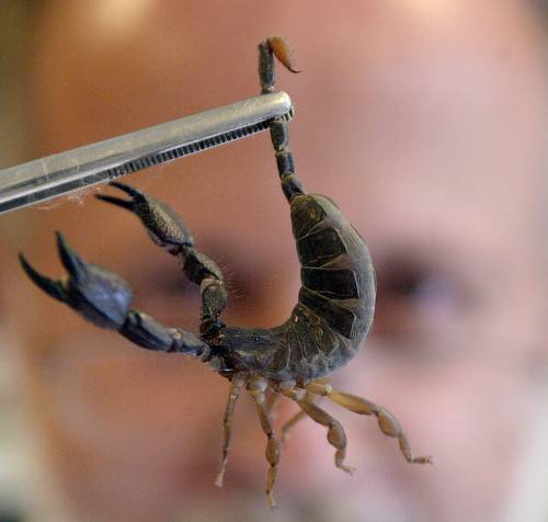 Picaduras de animales ponzoñosos saturan los sistemas de salud en AL