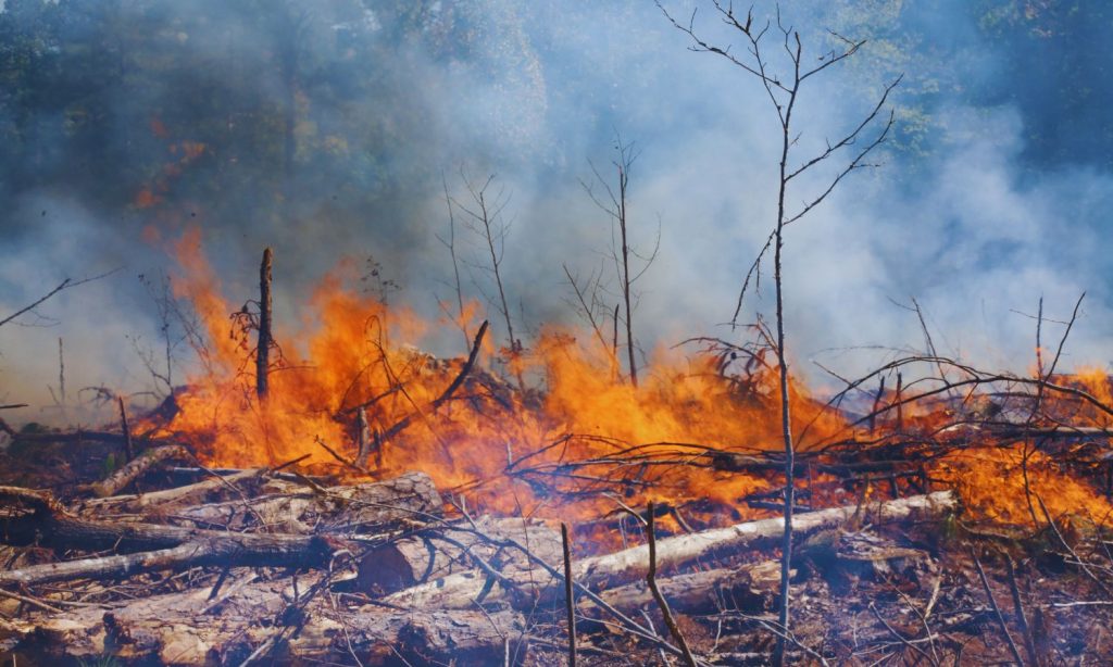 ¿Puede la vegetación recuperarse por sí sola después de un gran incendio?