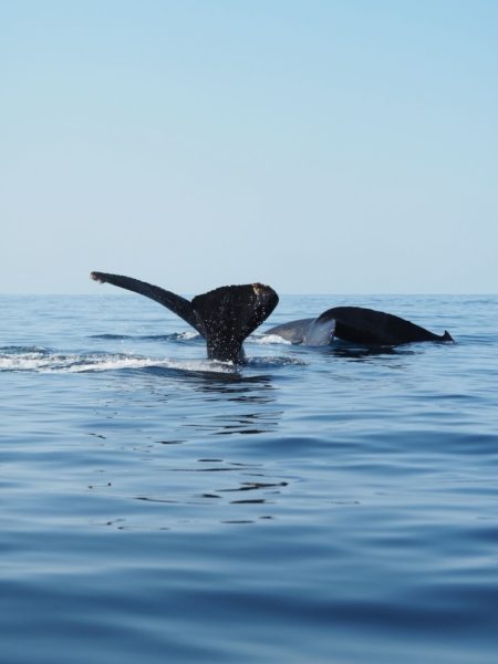 Punta Cometa: donde el Pacífico mexicano se tiñe de magia al atardecer