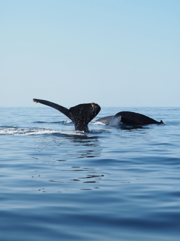 Punta Cometa: donde el Pacífico mexicano se tiñe de magia al atardecer